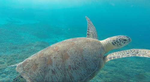 Sea Turtle Grand Cayman Islands
