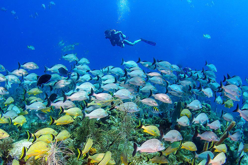 Grand Cayman Red Sail Sports Scuba Diver and Fish
