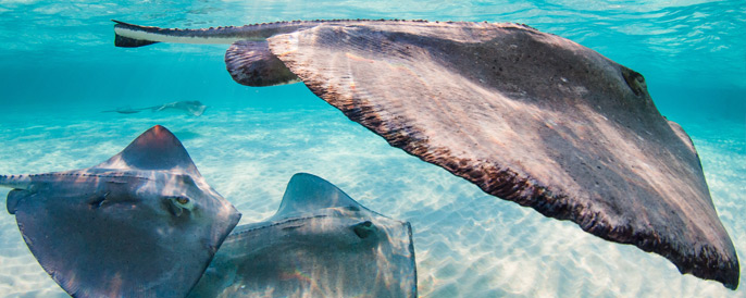 Stingrays Swimming - Grand Cayman